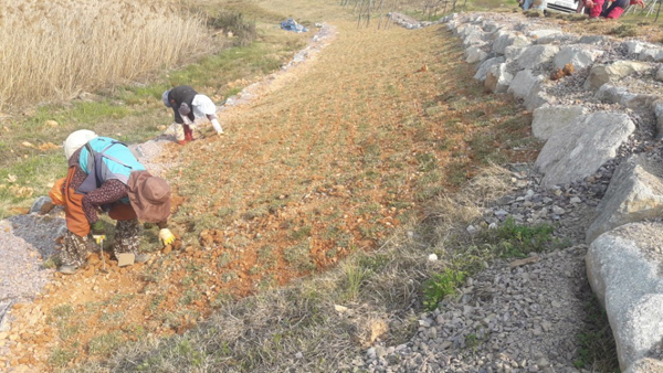 나주잔디 PC 이미지 570605